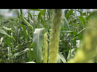 a security guard catches a thief in a corn field and issues her a fine on the spot porn, porno, video, sex, homemade, russian